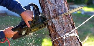 Trusted Geneva, NY Tree Care Experts