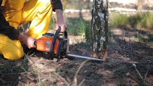 Best Leaf Removal  in Geneva, NY