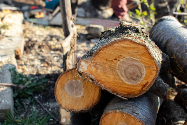Best Fruit Tree Pruning  in Geneva, NY