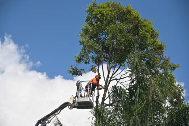 How Our Tree Care Process Works  in  Geneva, NY