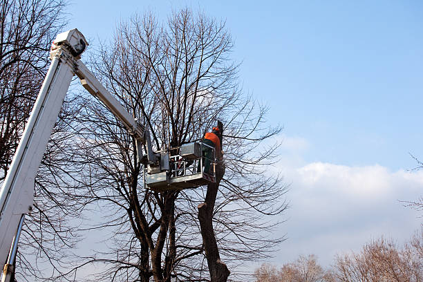 Best Soil Testing and Treatment  in Geneva, NY