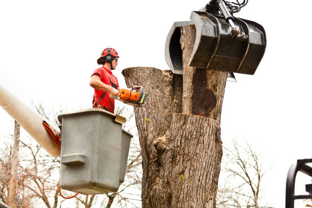 Best Stump Grinding and Removal  in Geneva, NY